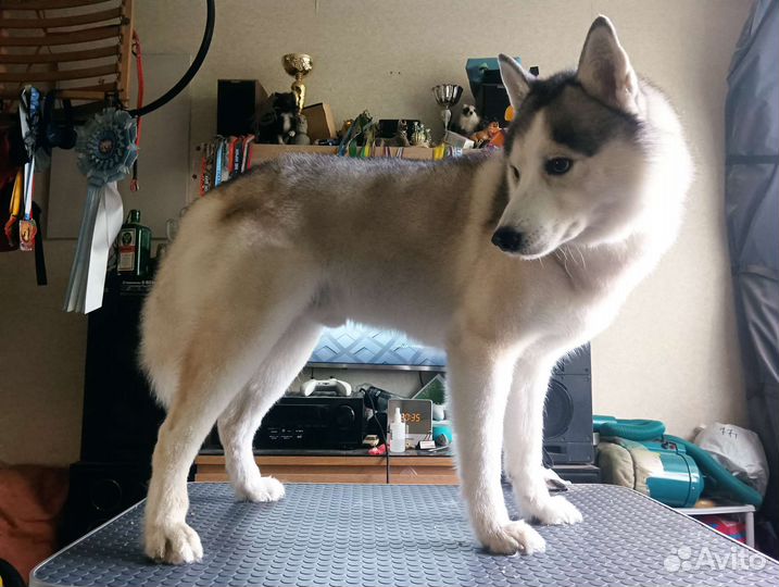 Груминг крупных и средних собак