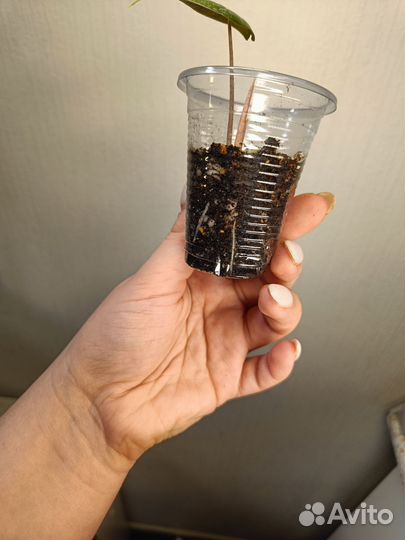 Алоказия розовый дракон