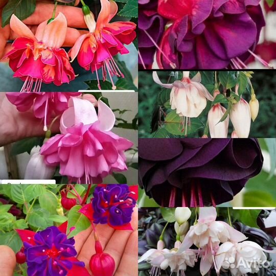 Фуксия черенки