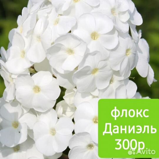 Флоксы