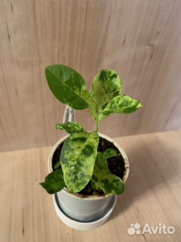 Клеродендрум инерме вариегатный