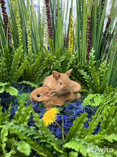 Кролики приносящие счастье в дом