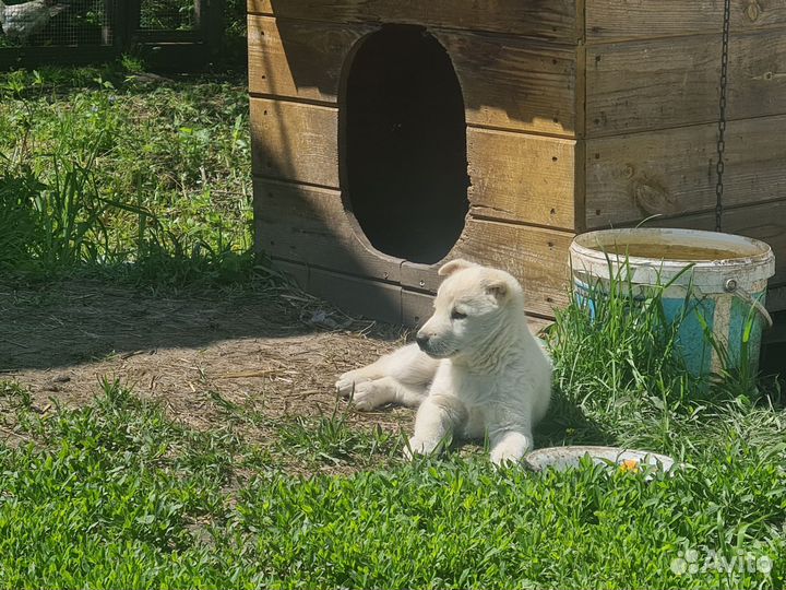 Щенок в добрые руки