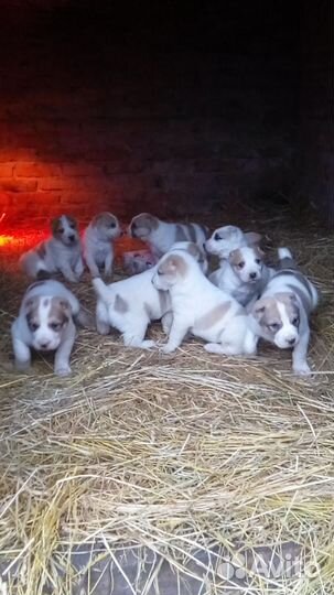 Среднеазиатская овчарка алабай щенки