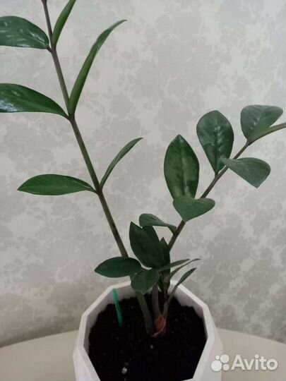 Комнатные растения 