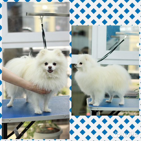 Груминг. Стрижка, экспресс линька, стриппинг