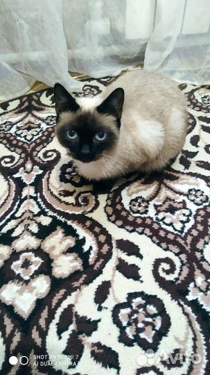 Сиамский кот