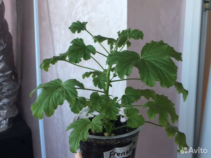 Пеларгония/герань Душистая