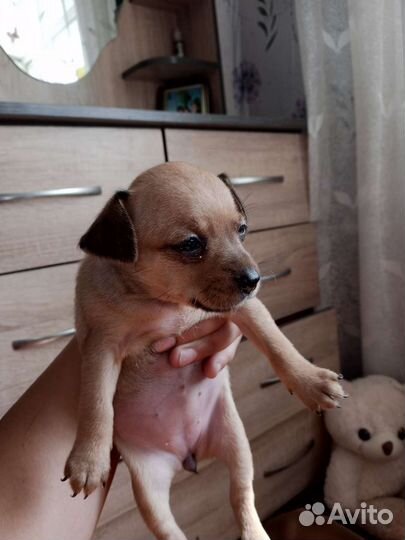 Той-терьер щенки