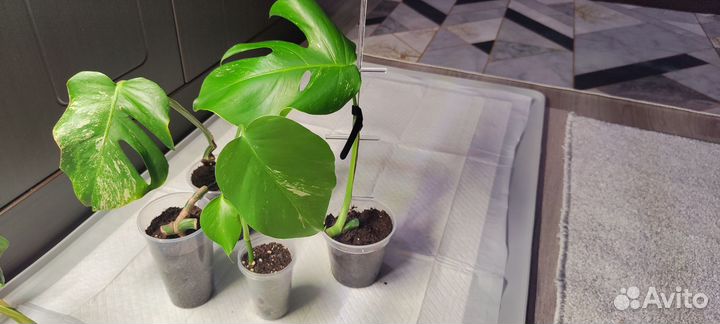 Комнатные цветы