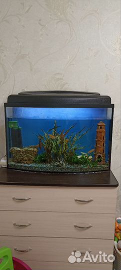 Аквариум с рыбками