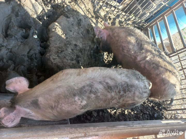 Мясо свинина домашняя