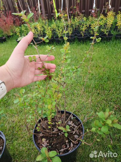 Японская айва (Хеномелес) саженцы зкс 4хлетка