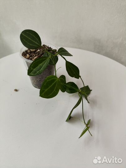 Дисхидия Ovata, Singularis