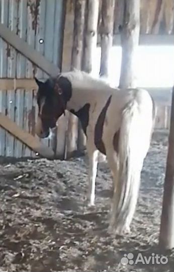 Лошадь пони