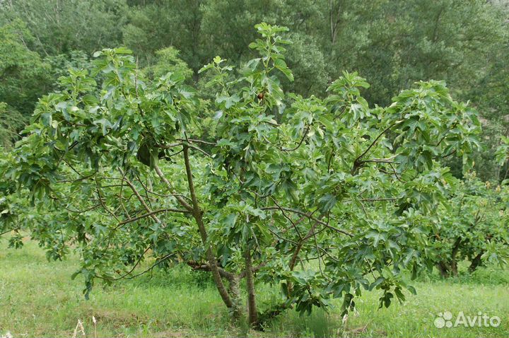 Инжир садовый, семена