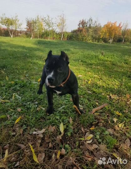 Домашняя передержка гостиница для собак и котов