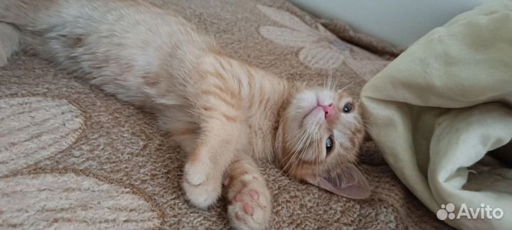 Котята в добрые руки даром