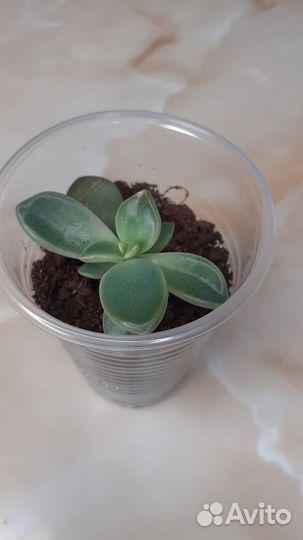 Суккуленты Граптопеталум Парагвайский