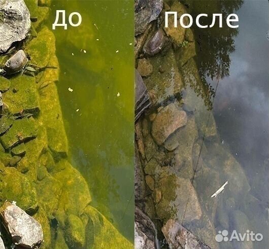 Хлорелла живая чистый пруд