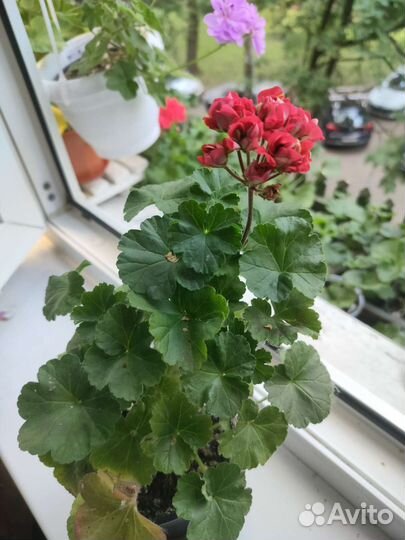 Пеларгонии сортовые