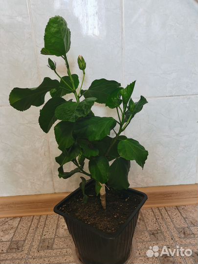 Китайская роза сортовой гибискус комнатный