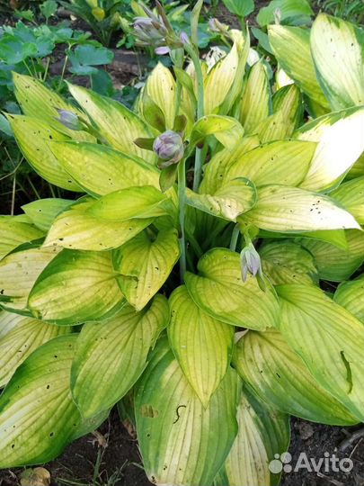 Хоста растение