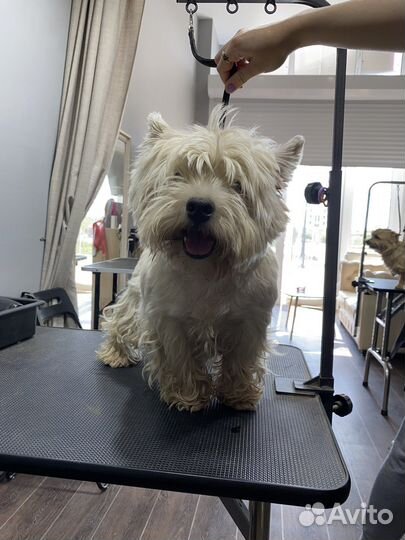 Стрижка собак Груминг