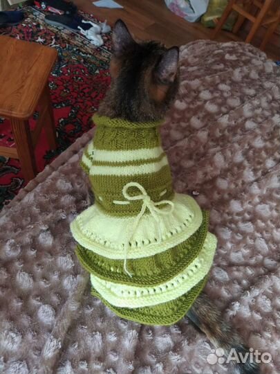 Платье для кошки. Разные