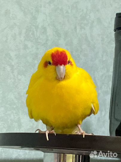 Попугай какарик