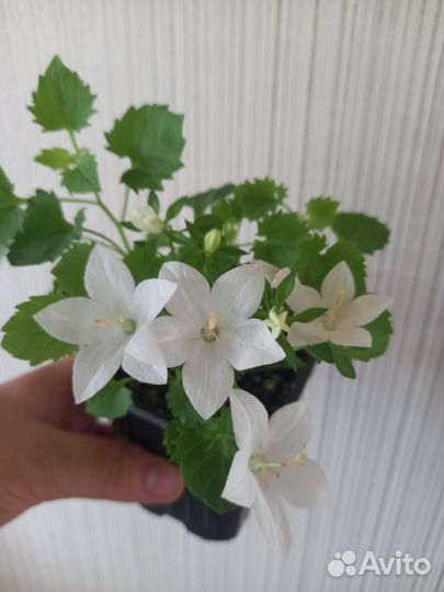 Комнатные цветы,кампанула,ахименес,гранат
