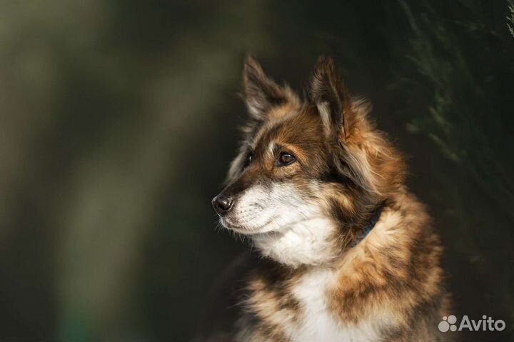 Собака в добрые руки