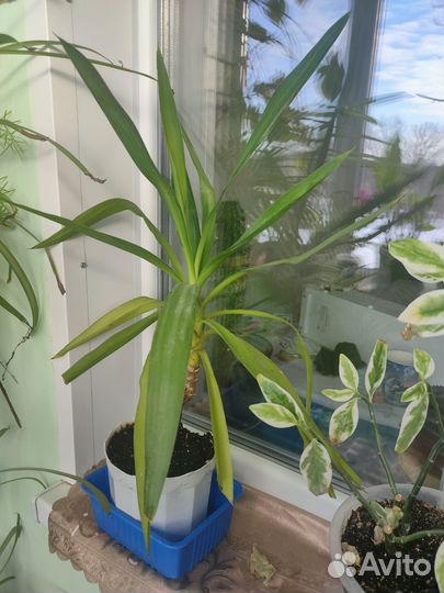 Пальма юкка