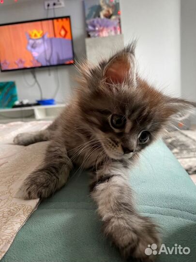 Котята мейн-кун