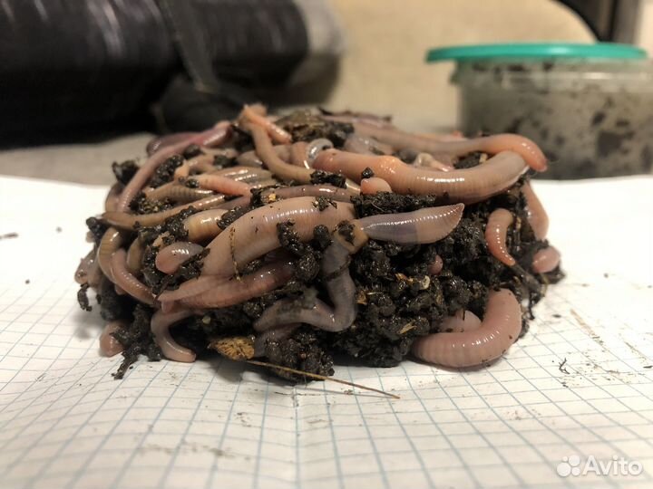 Продам личинки жука,червя