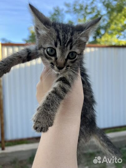 Котята ищут свой дом