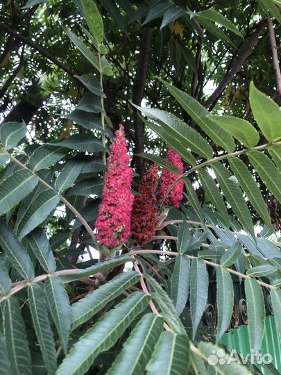 Сумах саженцы