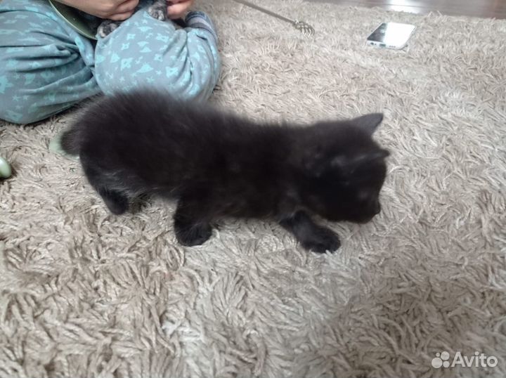 Котик-разбойник)