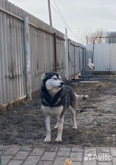 Собака улыбака