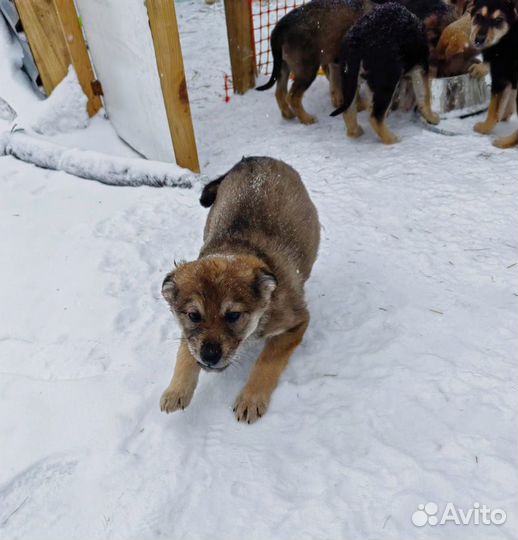 Щенки на охрану или в квартиру