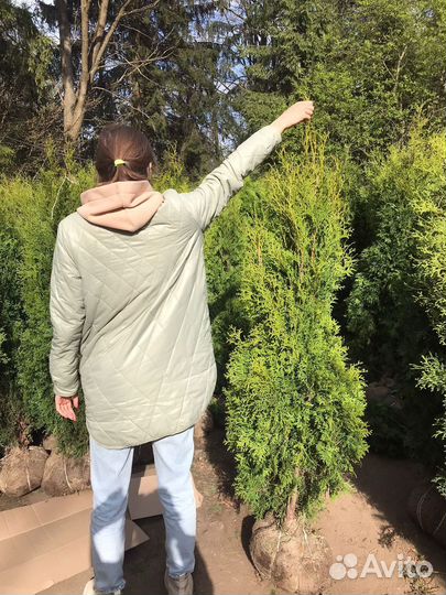 Туя смарагд 1,68 м