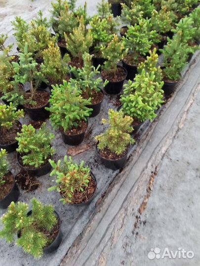 Саженцы ель голубая