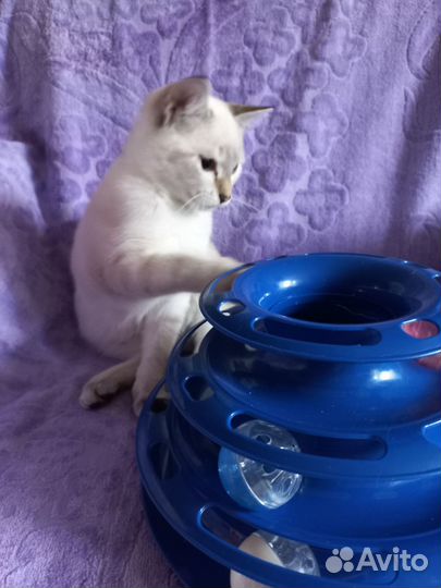 Котенок мальчик