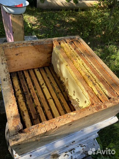 Продажа меда. Пыльцы, прополиса, рамочного меда