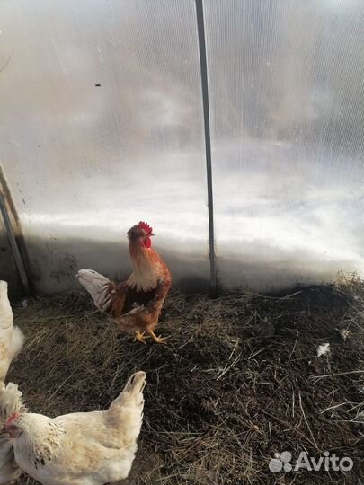 Молодые петухи