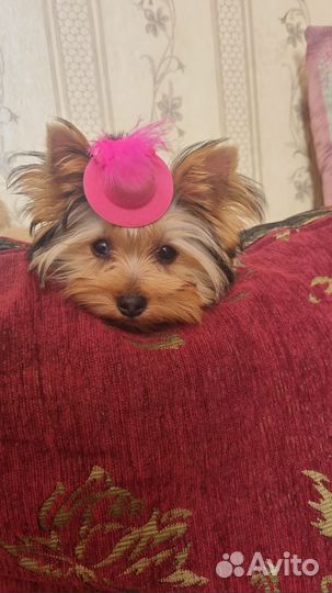 Йоркширский терьер