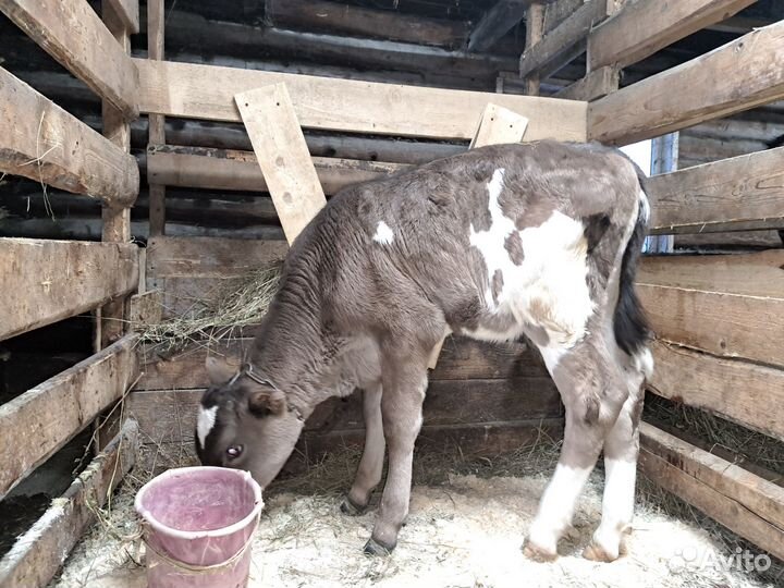 Тёлочки Костромской и Швицкой породы