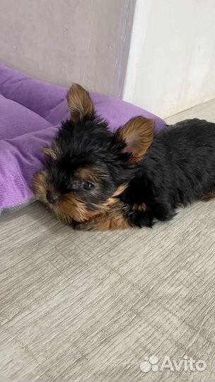 Мини йорк мальчик