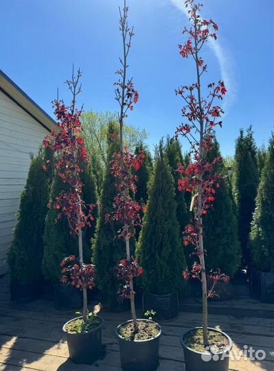 Клен красный