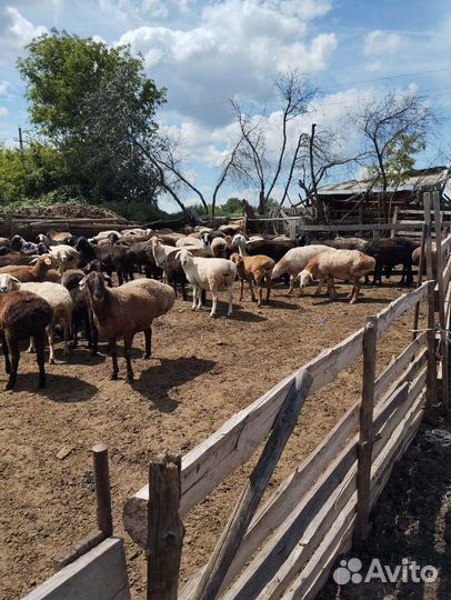 Овцы бараны